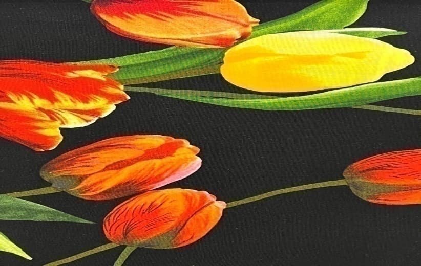 Tulipán